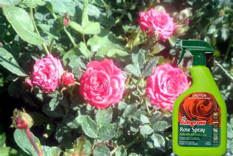How To Control Black Spot On The Rose Leaves How To Use An Organic