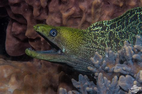 Undulated Moray Eel Facts Video And Photographs