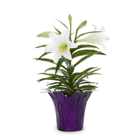 Save On Easter Lilies At