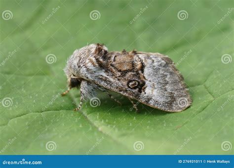 Closeup With Tussock Moth Larvae Caterpillar Stock Photo