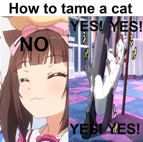 Anime Cat Girl Meme