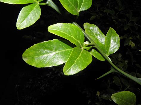 Wirtualny atlas roślin: Poncyria trójlistkowa / Poncirus trifoliata