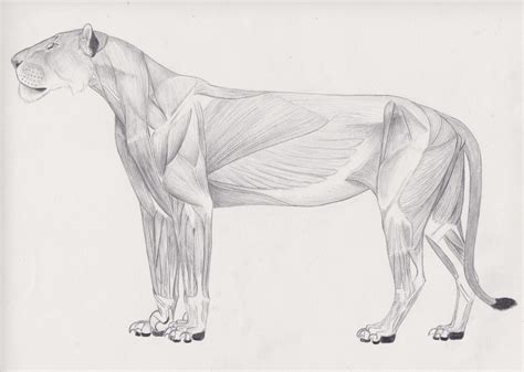 Panthera Atrox Anatomy By Smerjeevski On Deviantart