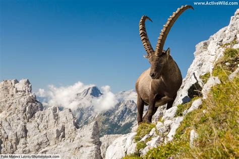 European Animals List With Pictures And Facts Species Found In Europe
