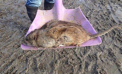Britain Faces An Invasion Of Super Sized Rats Who Only Get Bigger And
