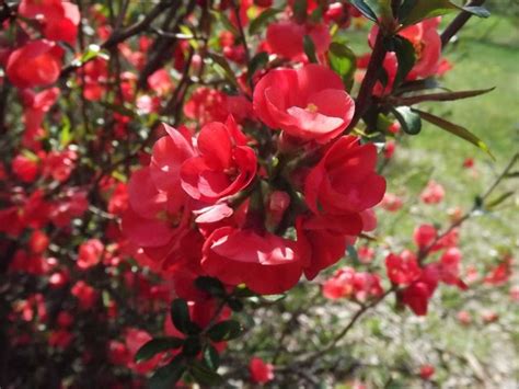 Chaenomeles Speciosa Scarffs Red Scarffs Red Common Flowering
