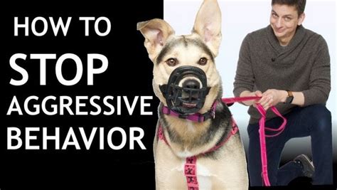 Stop Dog Aggression Understanding The Causes And Signs