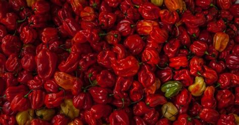 Trinidad Moruga Scorpion Pepper All About Heat Flavor Uses