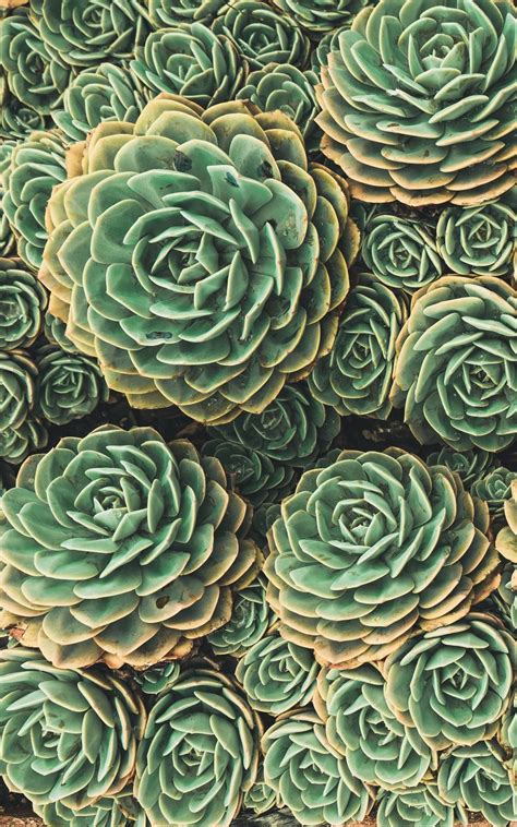 Succulent Plants Wallpapers Top Free Succulent Plants Backgrounds