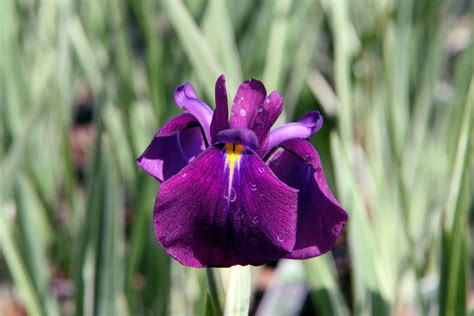 Iris Ensata Variegata Pépinière Cramer Inc