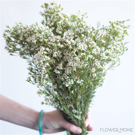 White Wax Flower Diy Wedding Flowers Flower Moxie