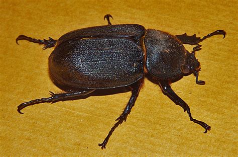 Weird Looking Insects In Panama Huge Female Hercules Beetle