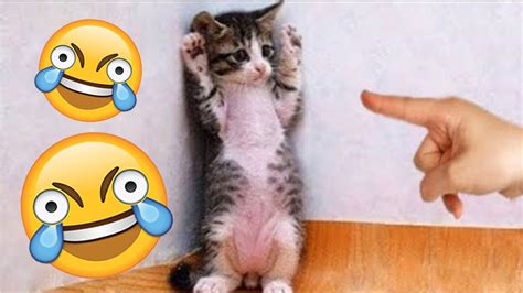 Funny Kitten Videos Try Not To Laugh Clean Cute Kitten Videos Try Not