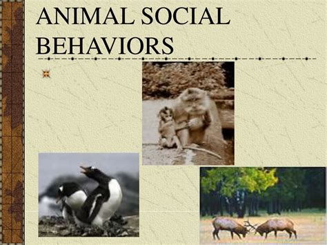 Ppt Animal Social Behaviors Powerpoint Presentation Free Download