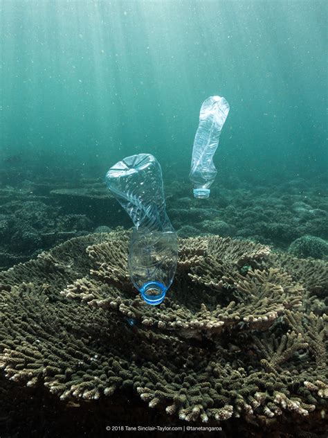 Next, how much plastic waste is each person generating? Are plastic eating bacteria the solution to ocean ...