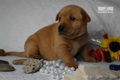 Find a labrador retriever puppy from reputable breeders near you in rhode island. Cleopatra: Labrador Retriever puppy for sale near San ...