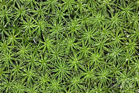 Moss Polytrichum Commune Photograph By Dr Keith Wheelerscience Photo