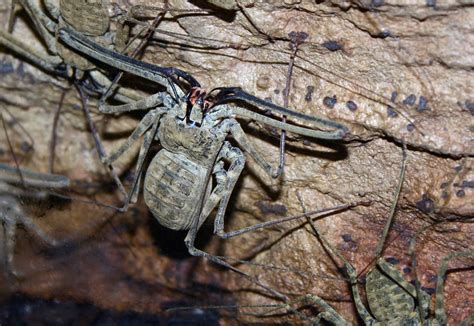 south american cave spider full hd wallpaper and background image 2463x1695 id 587678