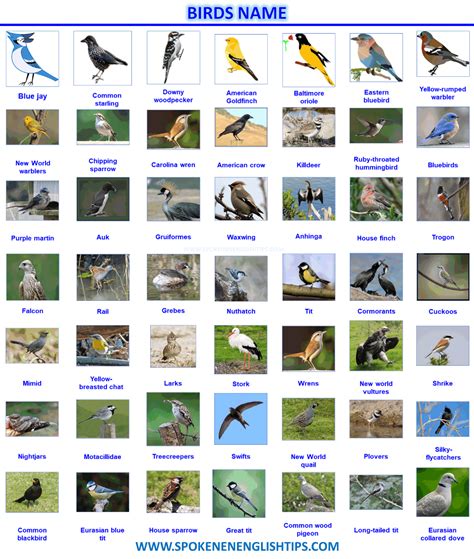 Birds Name List Of A Bird Name In English With Pictures Birds Name