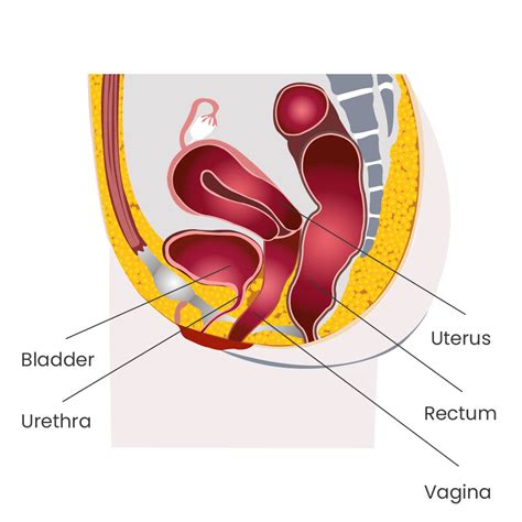 Vaginal Prolapse Symptoms Diagnosis And Treatment Midwest Center My