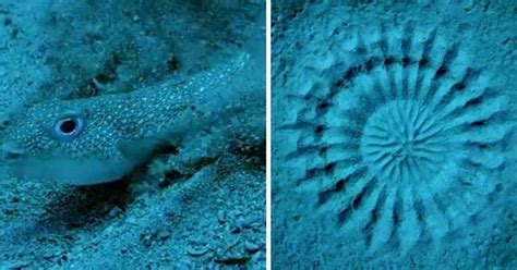 Watch This Tiny Japanese Pufferfish Creates A Grand Sand Sculpture On
