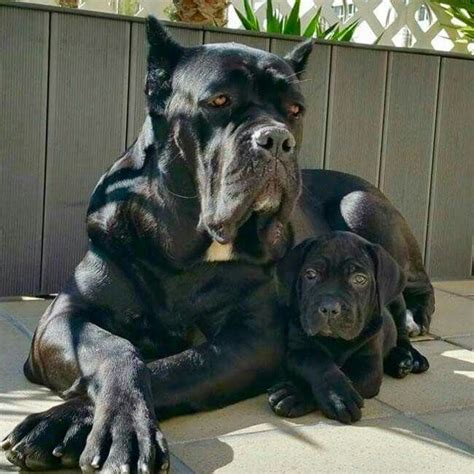 From Cane Corso Europe Lazy Dog Breeds Dog Breeds List Cute Dogs