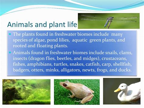 Ppt Freshwater Biomes Powerpoint Presentation Free Download Id2655554