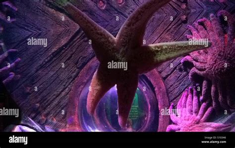 Giant Star Fish Sea Life Stock Photo Alamy