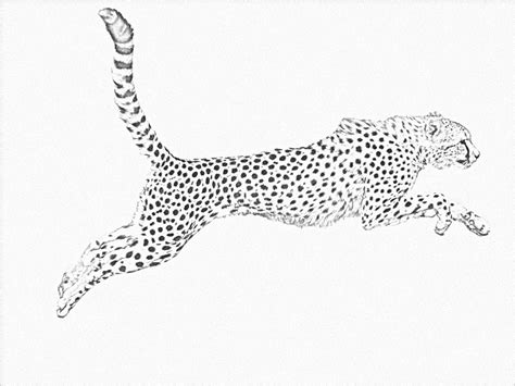 Cheetah Lineart Free By Linecrazy On Deviantart