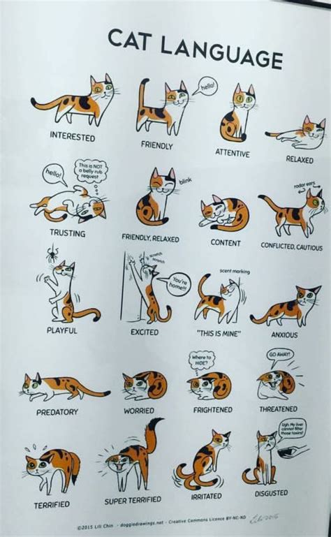 Cat Language Cat Language Cat Body Cute Animals