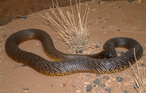 Inland Taipan Fierce Snake Australia Zoo