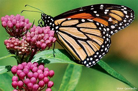 Maybe you would like to learn more about one of these? Catering to Butterfly Royalty