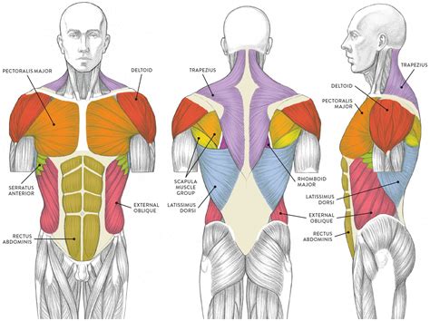 The chest can be split into two parts; LEFT: Anterior view