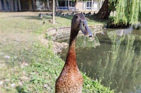 Fears For Britains Most Famous Duck Long Boi Who Has Been Missing For