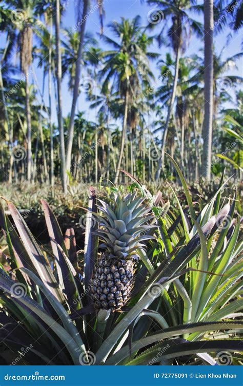 Pineapple Garden Stock Image Image Of Tropicalgarden 72775091