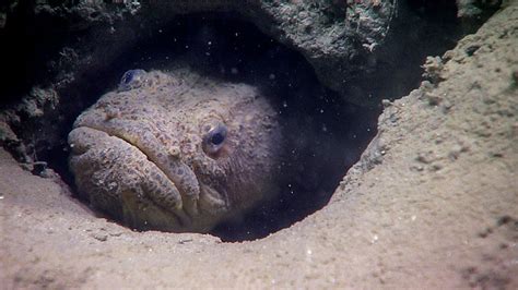 This Unidentified Fish Was Seen In A Burrow During Dive 15 Of The