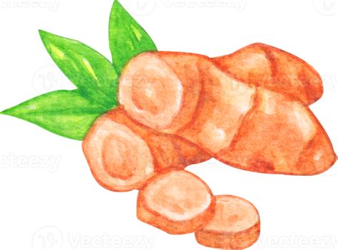 Watercolor Turmeric Clip Art Png