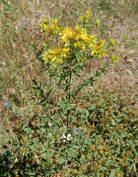 Il fusto rossastro è molto ramificato e porta numerose foglie opposte, simmetriche, di forma oblunga. Piante Officinali di Sardegna: Iperico - Hypericum perforatum