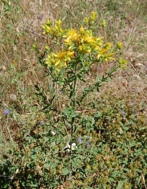 È nota anche con il nome di erba di. Piante Officinali di Sardegna: Iperico - Hypericum perforatum