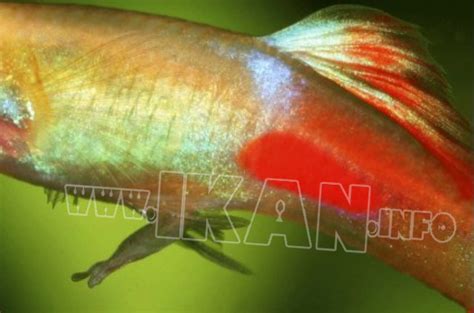 Panduan Cara Mudah Budidaya Ikan Platy Swordtail
