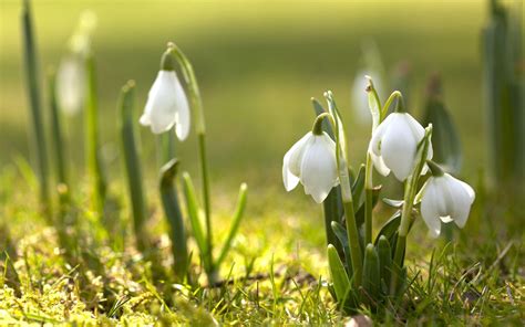 Spring Nature Snowdrops White Flowers Wallpaper And Background Spring