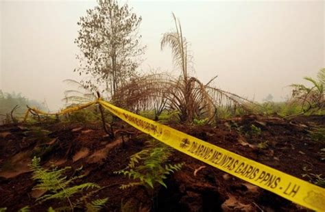 Kementerian Akan Ambil Alih Lahan Perusahaan Pembakar Hutan Indonesia