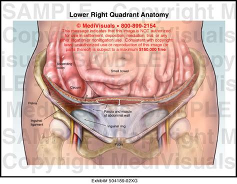 Regions of the abdomen · principle: Lower Right Quadrant Anatomy Medical Illustration