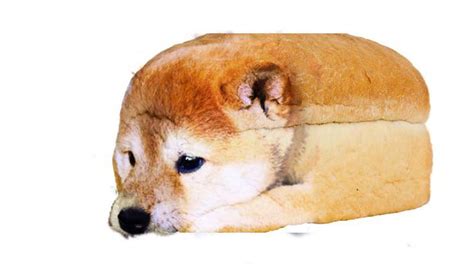 My Doge Is Bread Rdogevore