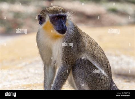 Green Monkey Chlorocebus Aethiopssabeus Barbados Stock Photo Alamy