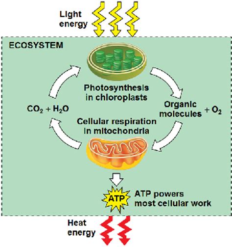 Energy is necessary for all metabolic activity within the cell. Chapter 8 - Molecular And Cell Biology 61 with Avila at ...