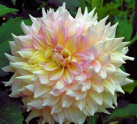 Pin By Mona Moni On Dahlia Dahlia Most Beautiful Flowers Beautiful