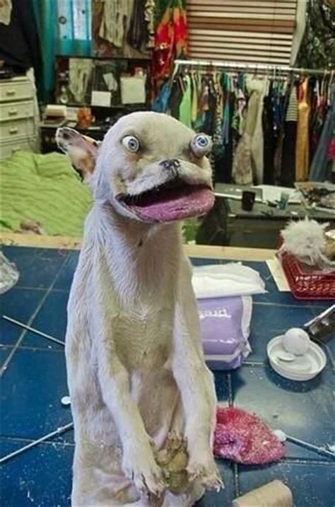 44 Taxidermy Fails That Are Pure Nightmare Fuel Creepy Gallery