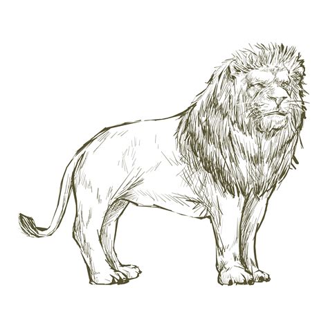 Illustration Drawing Style Of Lion Download Free Vectors Clipart