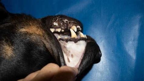 Pale And White Gums In Dogs Petmd